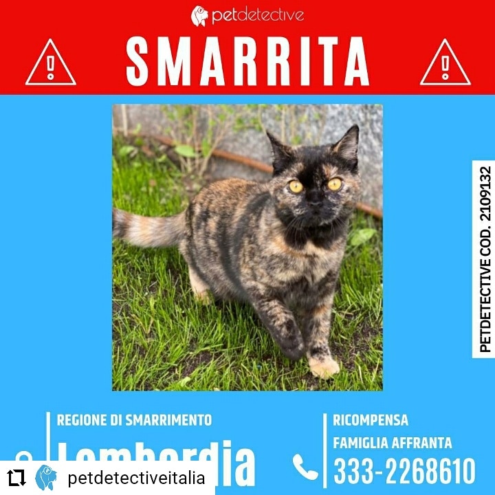 CD da Instagram <a href="/PetDetective_IT/">Pet Detective Italia</a> 🆘SMARRITA TOKYO a MELEGNANO (MI)
presso Via pio IV n. 2 
Razza: Scottish straght
Femmina sterilizzata
Pelo tartarugato nero marrone, SPAVENTATA non si lascia avvicinare
RICOMPENSA FAMIGLIA AFFRANTA
Federica 3332268610
🔗instagram.com/p/CUHzFGMtGNq/…