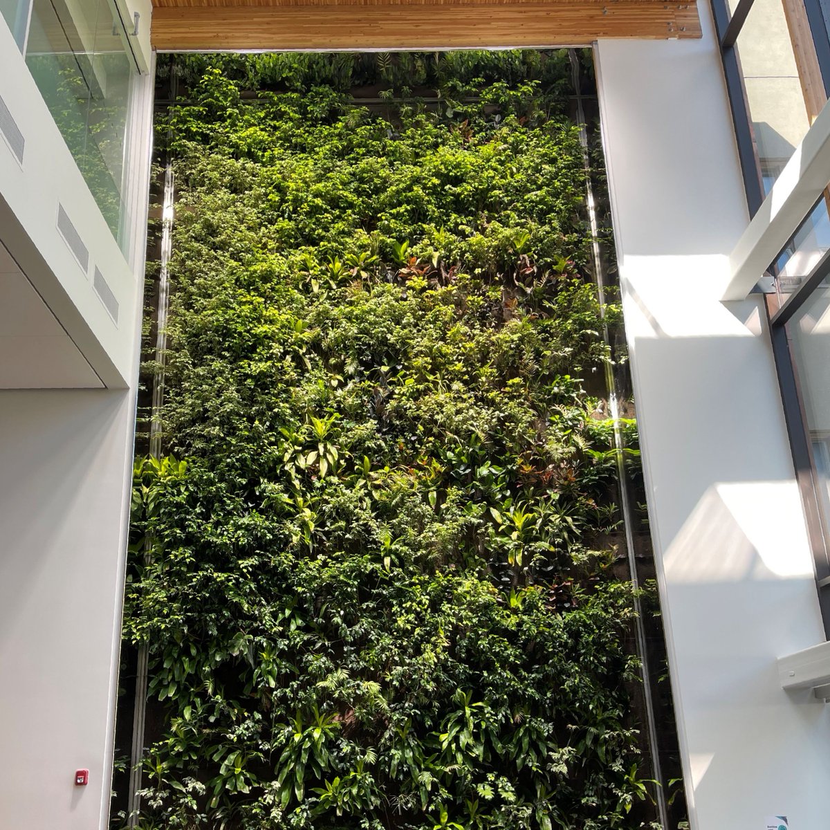 GroupNedlaw's tweet photo. Research shows that the presence of greenery in schools, and public spaces improves #concentration, stimulates #creativity and #productivity.
A #NedlawLivingWalls Project: @HavergalCollege 
Toronto, ON
Clean air, naturally 🌱
#biofilter #nedlaw #greenwalls #greendesign #biowall https://t.co/UTmDc9gCwk