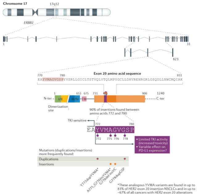 NatRevClinOncol's tweet photo. Now online, new Review from @DralexGva @VivekSubbiah @Al3ssandroRusso @gbanna74 @UmbertoMalapel1 @ChristianRolfo and @Alfdoc2 on EGFR and HER2 exon 20 insertions in solid tumours, such a timely topic with the recent approval of mobocertinib https://t.co/P28p494JlN https://t.co/iZ67VmNjfW