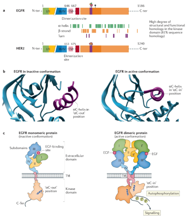 NatRevClinOncol's tweet photo. Now online, new Review from @DralexGva @VivekSubbiah @Al3ssandroRusso @gbanna74 @UmbertoMalapel1 @ChristianRolfo and @Alfdoc2 on EGFR and HER2 exon 20 insertions in solid tumours, such a timely topic with the recent approval of mobocertinib https://t.co/P28p494JlN https://t.co/iZ67VmNjfW