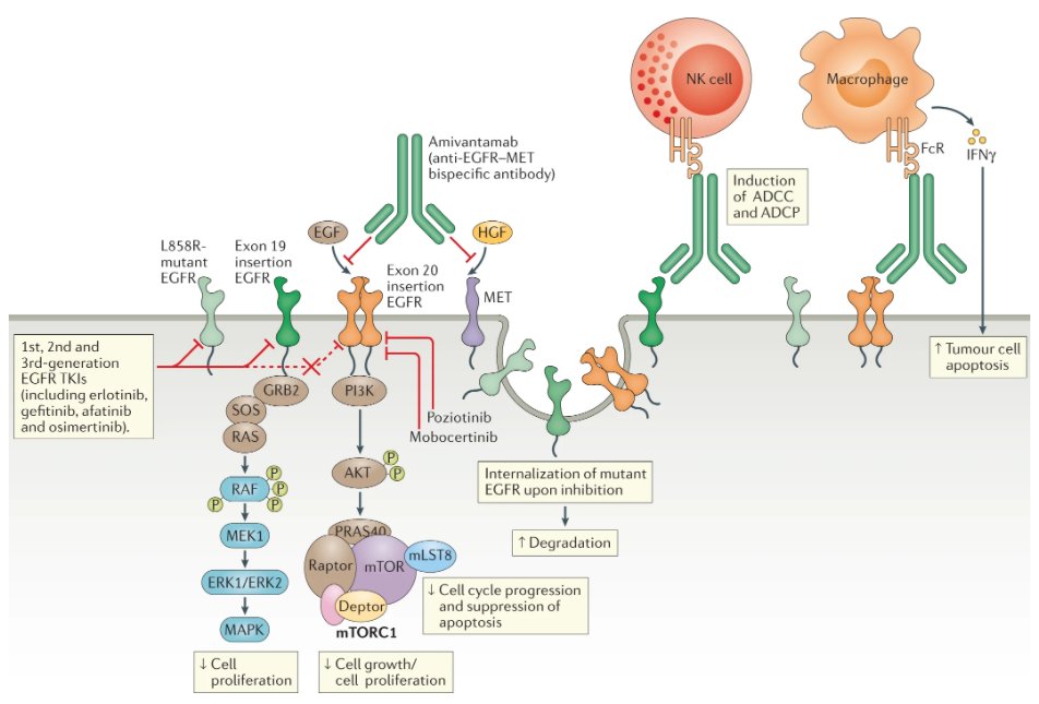 NatRevClinOncol's tweet photo. Now online, new Review from @DralexGva @VivekSubbiah @Al3ssandroRusso @gbanna74 @UmbertoMalapel1 @ChristianRolfo and @Alfdoc2 on EGFR and HER2 exon 20 insertions in solid tumours, such a timely topic with the recent approval of mobocertinib https://t.co/P28p494JlN https://t.co/iZ67VmNjfW
