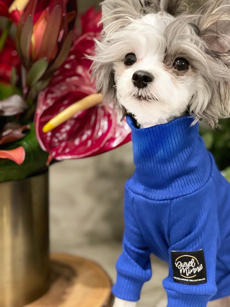 xoxo_zeus's tweet photo. That’s Me…Looking The Weekend Right In The Face! Let’s Do This! Happy FRIYAY Frens!!! 🐾
Xoxo 💙 ZuZu
#PetsOfInstagram #PetInfluencer #CutePuppy #PuppyGram #DogLife #PuppyLife #DogsOfInstagram #Dogstagramdog #DogsCorner #InstaDog #dogsgram #ChineseCrested #dogsoftwitter #dogs https://t.co/774t2Ov5A4