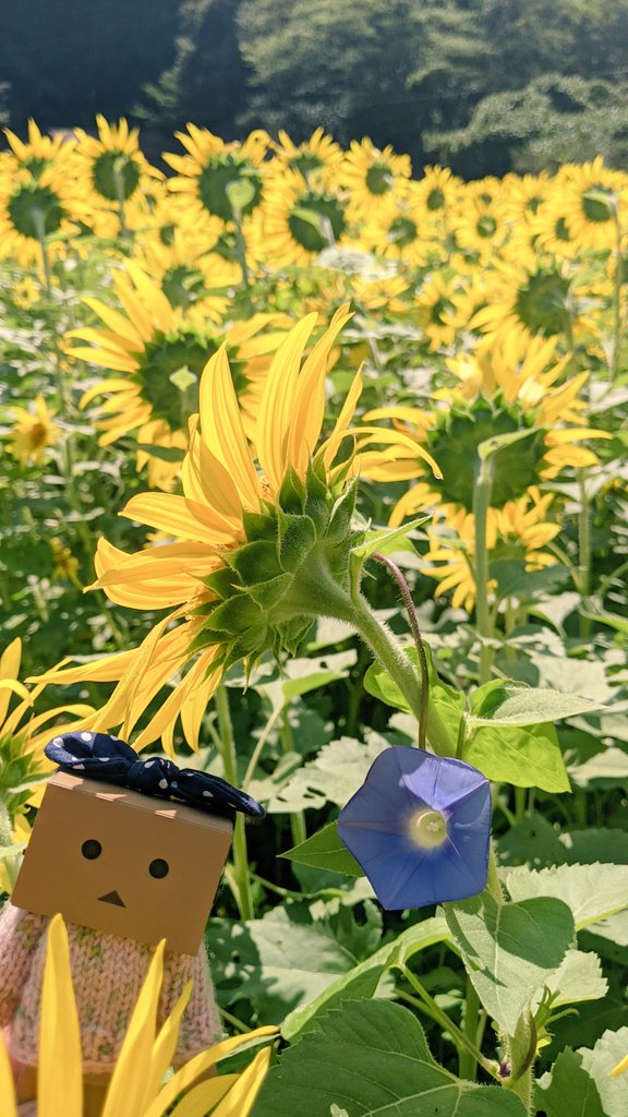 gucchan_dasu's tweet photo. もぅ９月も終わるのに、ひまわり畑発見😆
朝顔も😁

#ダンボー #ダンボーとおでかけ #ひまわり畑 #ひまわりと朝顔 #コラボ https://t.co/9v9aX53jkp