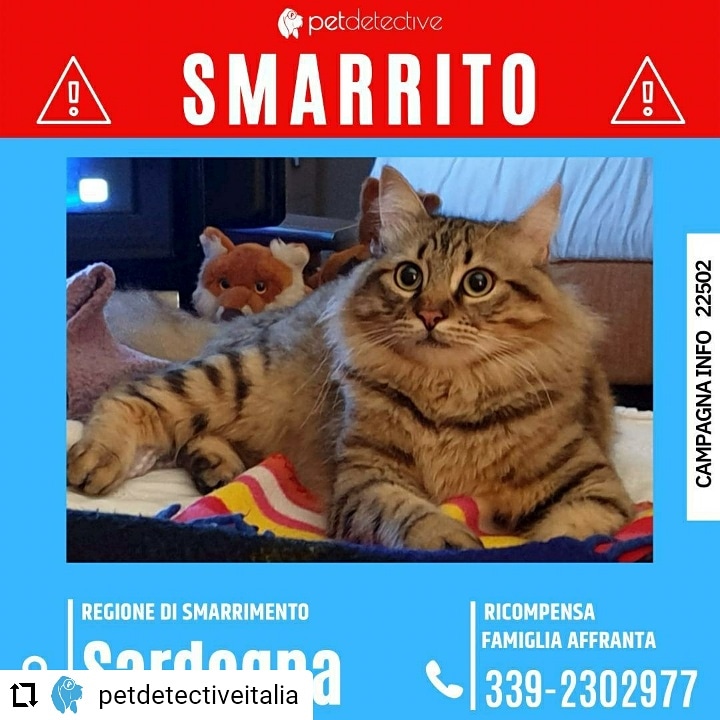 CD da Instagram <a href="/PetDetective_IT/">Pet Detective Italia</a> 🆘SMARRITO LEON a BOSA (OR)
presso Area di sosta Località Tentizzos
Razza: Europeo Maschio castrato
Manto: Pelo lungo tigrato marrone nero SPAVENTATO non si lascia avvicinare
RICOMPENSA FAMIGLIA AFFRANTA
Dino 3392302977 🔗instagram.com/p/CUJ_V9Us-wf/…