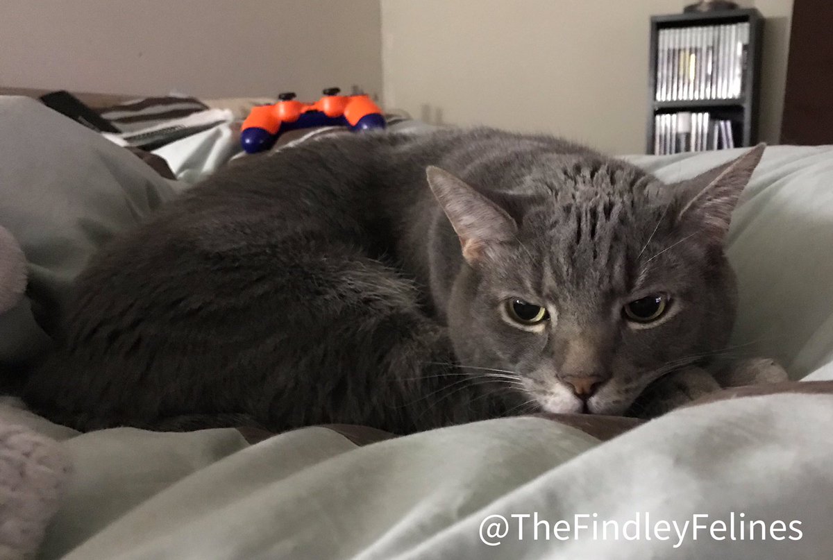 Happy #Friyay with Meeko!  Can you tell how excited he is?😹

#thefindleyfelines #findleyfelines #cat #cats #catsofinstagram #catoftheday #catlife #cutecat #kitty #kittylove #meow #ilovemycat #rescuecat #bestmeow #cutecatsofinstagram #rescuekitties #adoptdontshop #hart90rescue