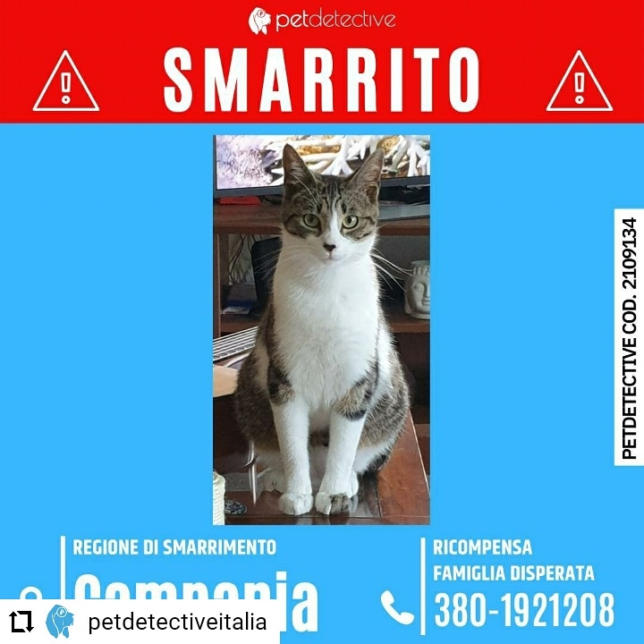 CD  <a href="/PetDetective_IT/">Pet Detective Italia</a> 🆘SMARRITO FABRIZIO a POZZUOLI (NA)
presso Frazione Lucrino - Via vicinale San filippo, 7
Razza: Europeo Maschio castrato,pelo bianco, grigio e nero,SPAVENTATO non si lascia avvicinare, RICOMPENSA FAMIGLIA DISPERATA
Luana 3801921208 🔗instagram.com/p/CUKlrbatPe5/…
