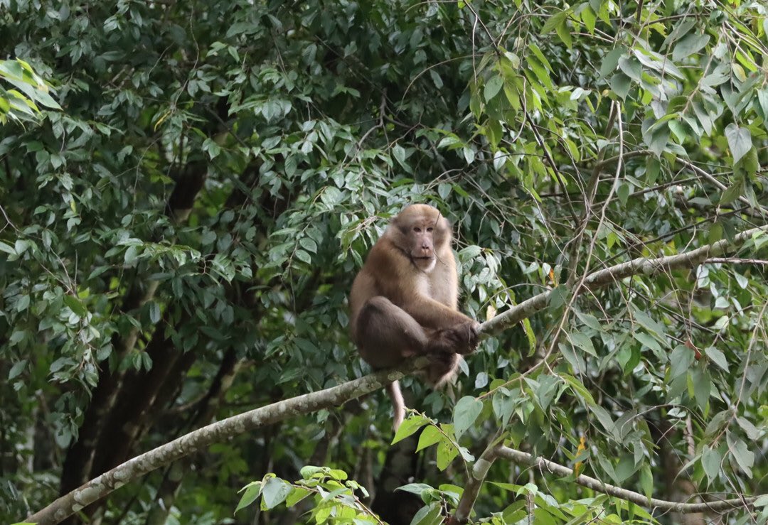 AmazingPuer's tweet photo. A #macaque that looks like a bear was spotted by a local photographer in the #Xiaoheishan nature reserve of #Longling county, southwest Yunnan’s #Baoshan city on Sept 22. I call it Teddy monkey. https://t.co/9LmJAcim3S
