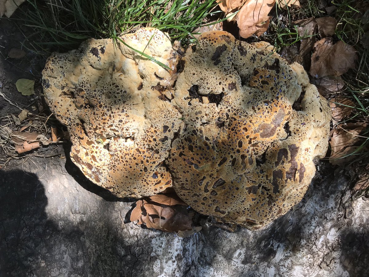 treeruss's tweet photo. Beautiful #BracketFungus in #LincolnsInnFields.

This is #OakBracket but here it’s fruiting on London Plane. The problem with host specific common names for #TreeFungi. To be fair I’ve only ever seen it on none oak species twice, here and once on Cherry Plum.

#Pseudoinonotus https://t.co/Hg9NUZY4hi