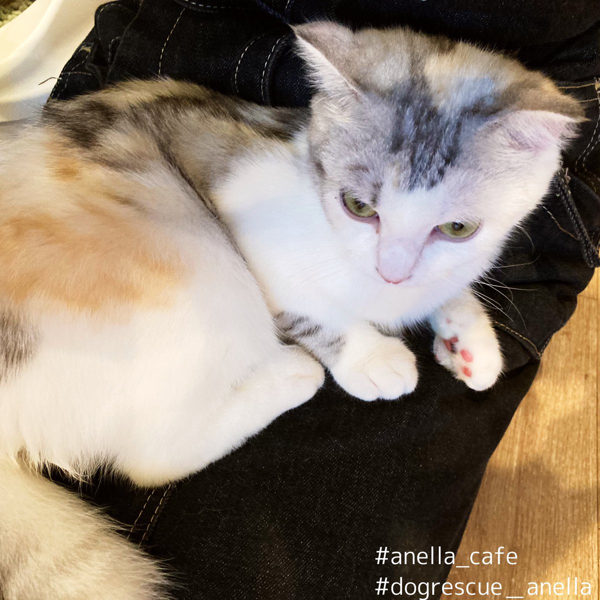 Michal Negrin 猫すずらんset マジカルキャット ミハエルネグリン