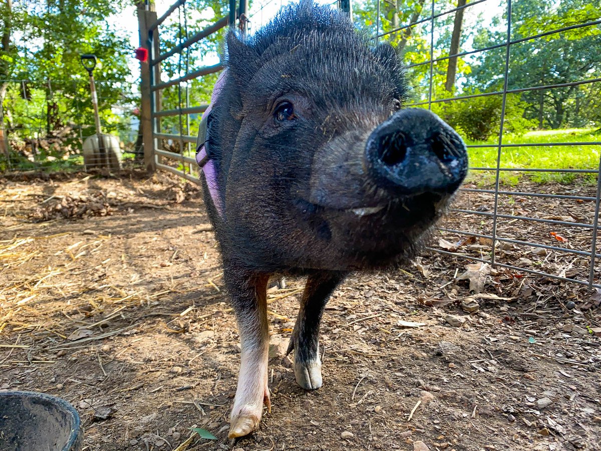 MaryPiggins's tweet photo. I'm smiling because I heard a rumor that Mrs. Head Hog bought some donuts! 🍩 Do you think I should get one? That's a silly question. 😂🐷 #minipig #pigs #petpig https://t.co/bLssxzaCdM