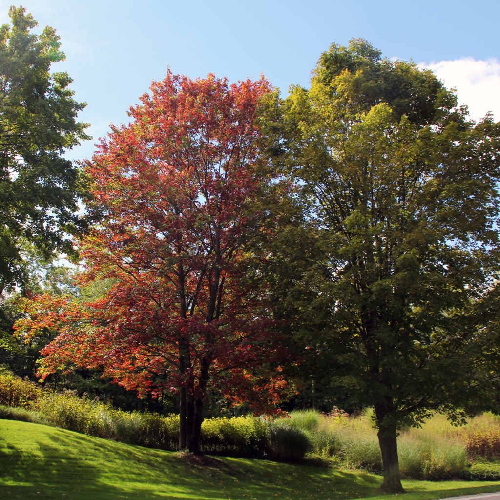 CrystalMountain's tweet photo. A few trees have gotten the memo that fall is here, but many are still hanging onto their green hues. We imagine that will change in the next couple of weeks! #FallColorFriday #CrystalMountainMI https://t.co/nKXedVGYTx