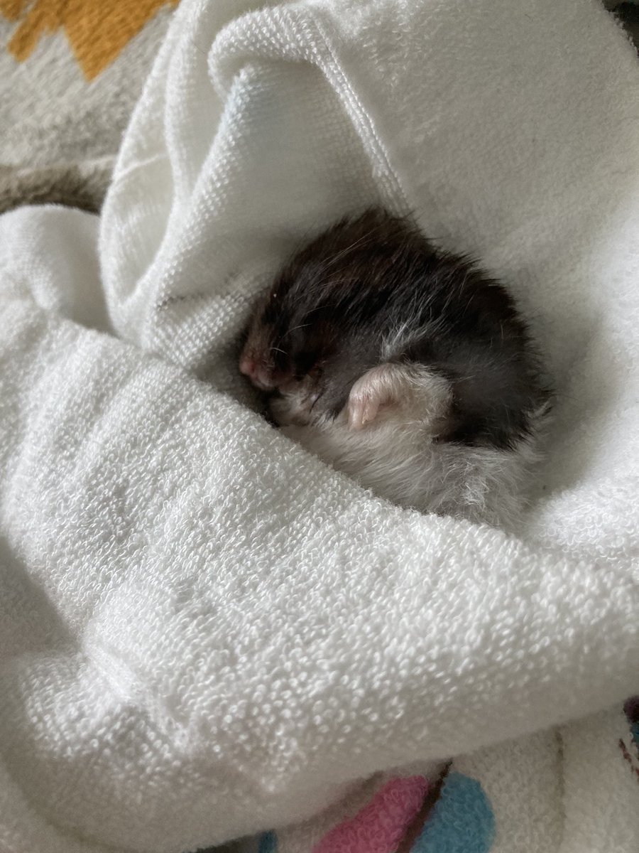 RuruKuro_ham's tweet photo. 主のベットでお昼寝したでち🐹

大きなベット独り占めしたんでちよ😏
どんな夢を見たかは内緒でち🐹

#ハムスターのいる生活 
#ハムスター https://t.co/s5B129KSHx