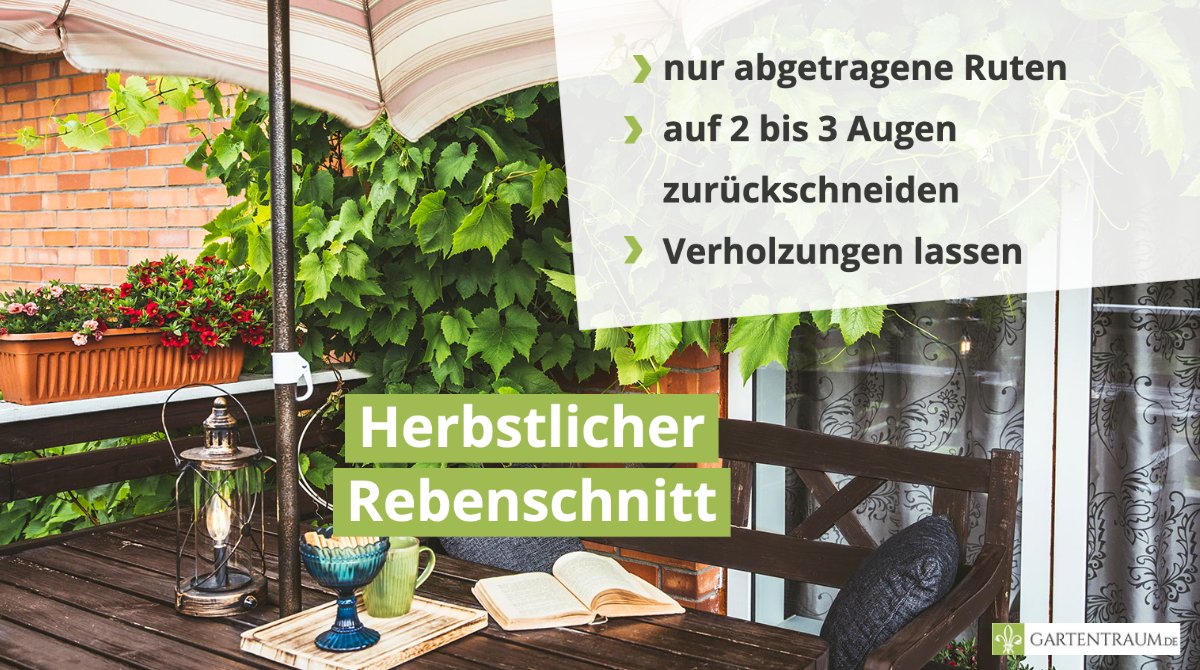 Herbstzeit ist Weinzeit! Und das heißt neben leckeren Trauben auch einen anstehenden Rückschnitt. Schneidet Ihr Eure Reben im Sommer oder Spätherbst? 
#gartentraum #garten #weinreben