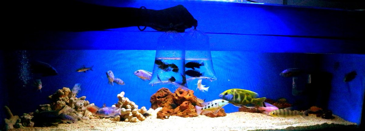 AquaticFarm's tweet photo. https://t.co/2jt13eDp7W
Wacth for more information video on youtube https://t.co/vpyhnk4KNI
