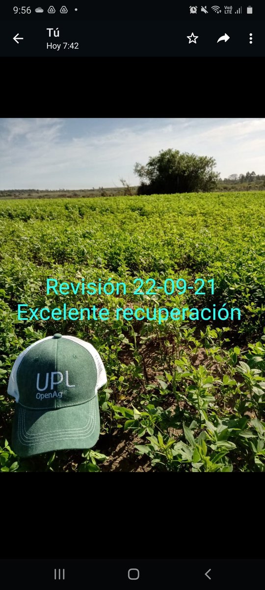 MarcosReynaudo's tweet photo. Alfalfa afectada por herbicidas recuperada con la aplicación de Biotron Plus. https://t.co/Dz0mj9KY3X
