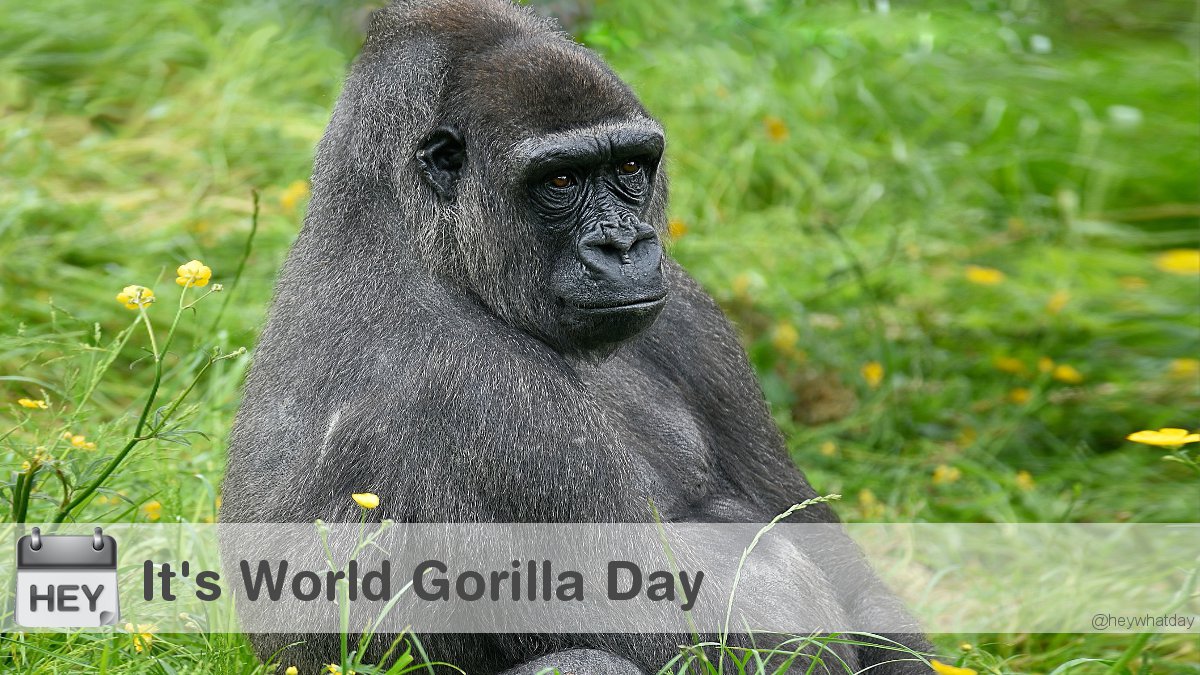 It's World Gorilla Day! 
#WorldGorillaDay #GorillaDay #Gorilla