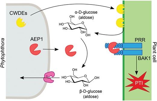 PlantPhys's tweet photo. NEWS &amp; VIEWS:  Caught with a hand in the cookie jar: Phytophthora AEP1 mediates sugar uptake but triggers plant immunity (Charles Copeland) #PlantSci @hotveggies https://t.co/2hNsjhkIeC https://t.co/aipfRN3S6m