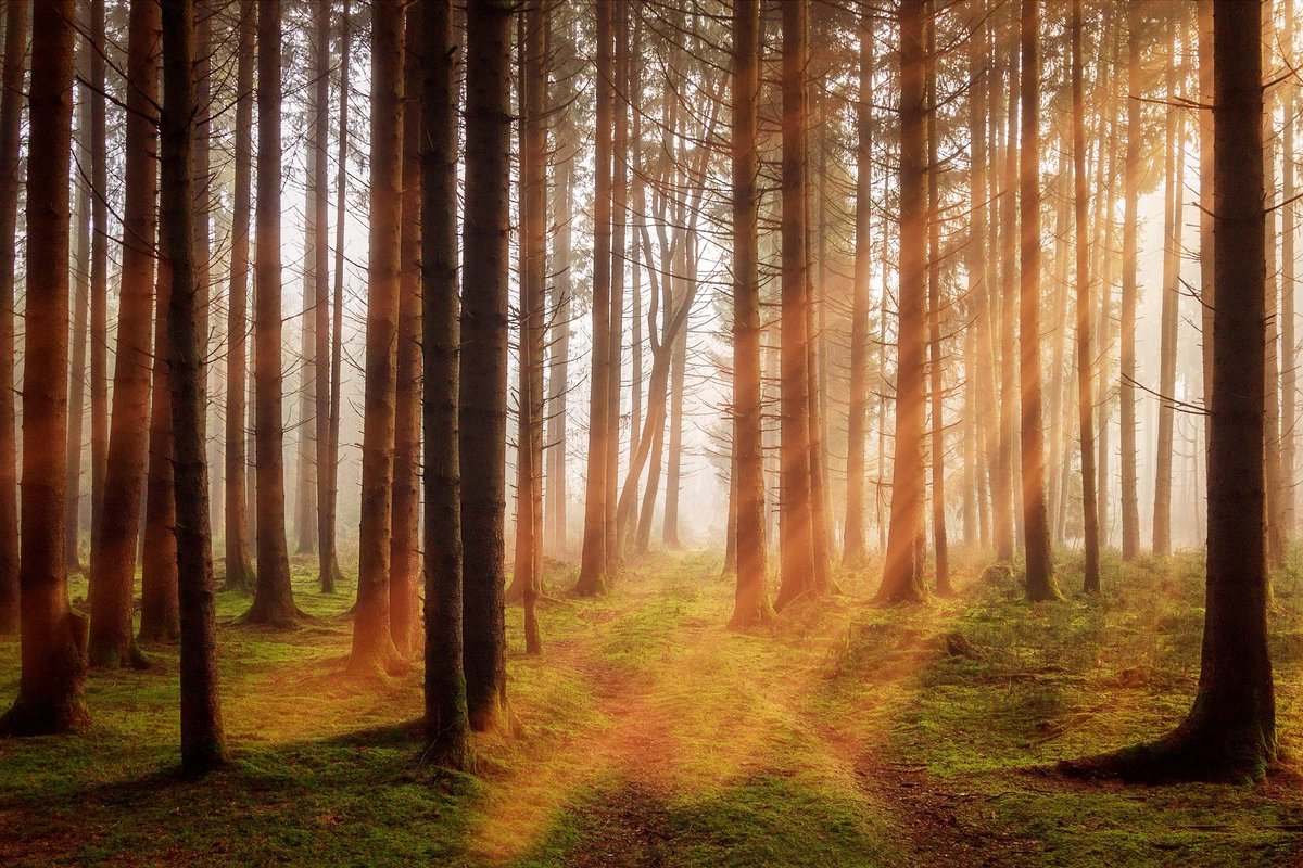 CJWildlife's tweet photo. Today is #FSCFriday

Here at CJ's we are committed to sourcing FSC certified wood wherever possible so you know that you are making a responsible purchase when you buy one of our wooden products. Simply look out for the FSC logo on our website. 

@FSCUK https://t.co/irqHTrjfEl