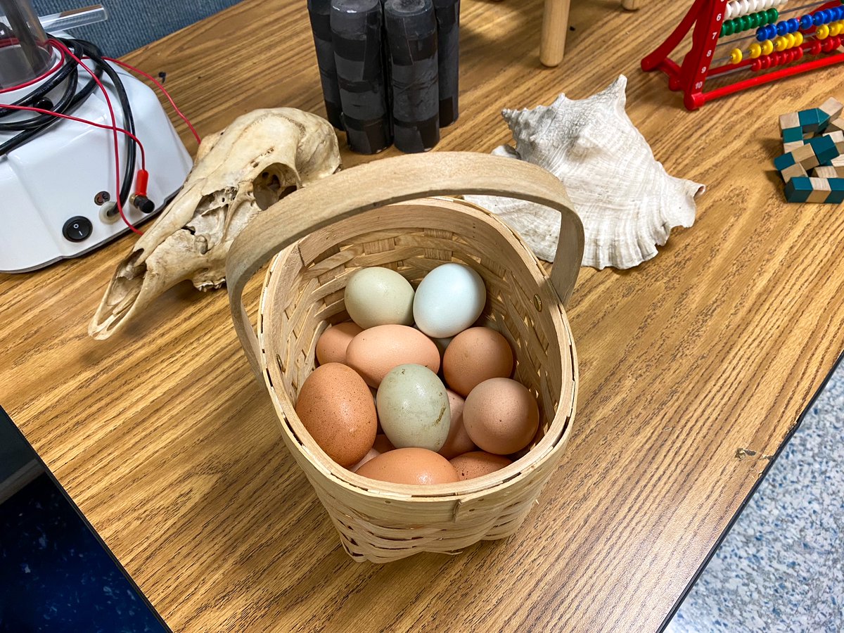 LRES_STEAM's tweet photo. I'm feeling very appreciated this morning. One of the 6th grade boys just delivered eggs! @LaurelRidgeES @fairfaxcounty @FCPSSTEAM @FCPSScience @fcpsnews #STEAM #STEM https://t.co/7bbCY4WdNH