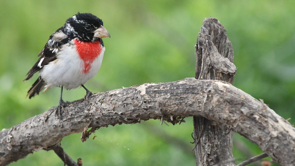 What do disrupted sleep, reduced biodiversity, and as many a billion migratory bird deaths have in common? Researchers say the answer is urban lighting. A convergent #OUResearch team has a new approach to solving this "wicked problem." 🐦 Read more at bit.ly/OU-ALAN21