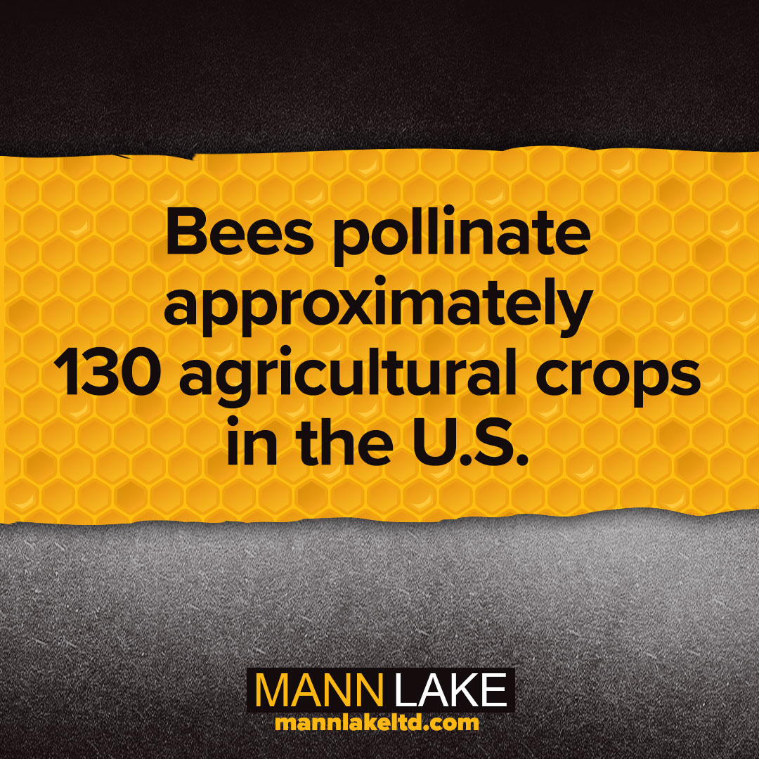 mannlake's tweet photo. Honey bees are always busy and on the move! 🐝 Not only do they work to keep their hive thriving, but they also pollinate crops!

Did you know...that bees pollinate approximately 130 agricultural crops in the U.S.?

#mannlake #weknowbees #honeybees #bees #fridayfact #facts https://t.co/gLAQq43j6a