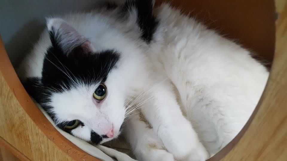 MtlARN's tweet photo. Nickie is a softie- in every sense of the word.
He’s been looking for his forever home for quite a while, maybe it’s yours?

https://t.co/hCrxkm4lkM https://t.co/qttpD74j8C