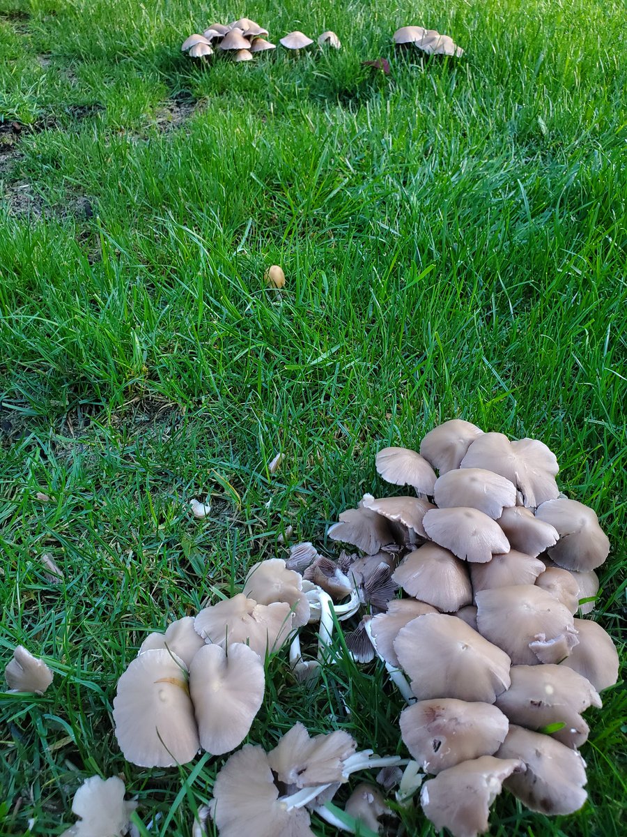 Xpeggr's tweet photo. I'm checking but so far no @SmurfsVillage to be found. #mushrooms #notforeating https://t.co/amND37feGK