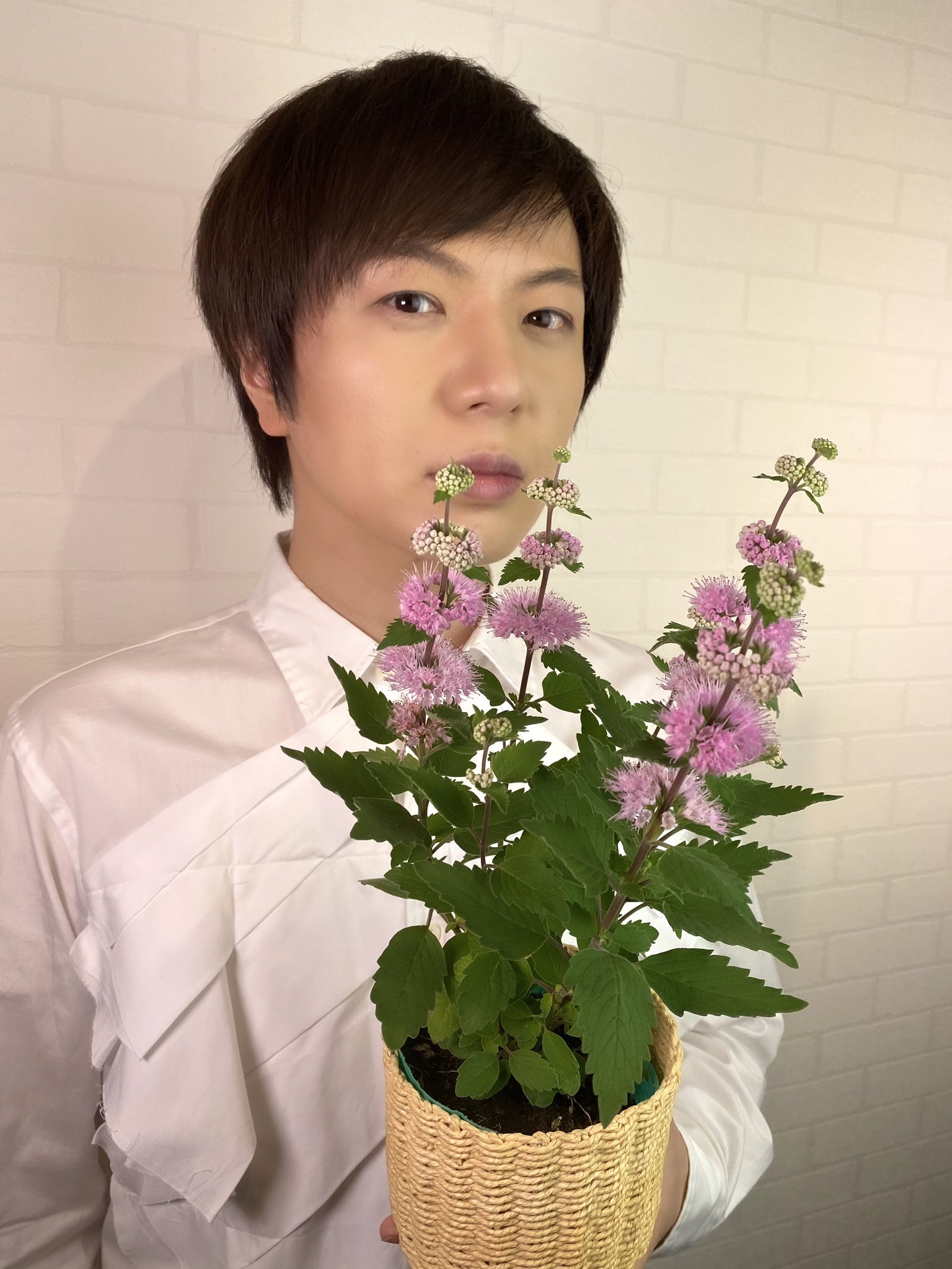 竹島宏スタッフ 公式 カリオプテリス 花言葉は 忘れ得ぬ思い 思い出の一つずつが幾つ もの段になって重なって いくことにたとえられたと 近くで見るほどに不思議な 花姿 なんとも美しい 今日も１日お疲れ様でした ひろネット 花便り 花