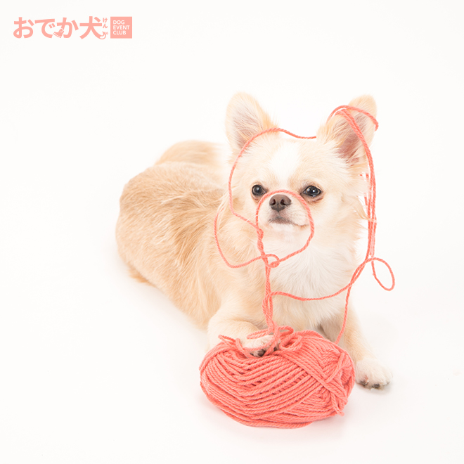 おでか犬 Dec ドッグフォトグラファーkida の 撮影あるある どんな物でも遊べる 遊びの天才現る おでか犬 毎週金曜配信 ドッグフォトグラファーkida あるあるネタ 愛犬撮影会 ペット撮影 カメラマンkida 撮影会 ドッグイベントクラブ おでか犬 Dec ドッグフォトグラファーkida の 撮影あるある どんな物でも遊べる 遊びの天才現る おでか犬 毎週金曜配信 ドッグフォトグラファーkida あるあるネタ 愛犬撮影会 ペット撮影 カメラマンkida 撮影会 ドッグイベントクラブ