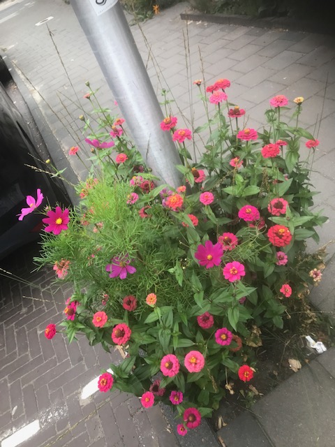 GrrGardenersNL's tweet photo. Dit is geen #boomspiegel maar een #Paalspiegel. ๐คฉ
Met dank aan Petra uit #Eindhoven.
Hij staat ook #opdekaart.
https://t.co/LXPguzmfSN
#inspiratie #meergroenzelfdoen #zokanhetook https://t.co/PXoCygqaH2
