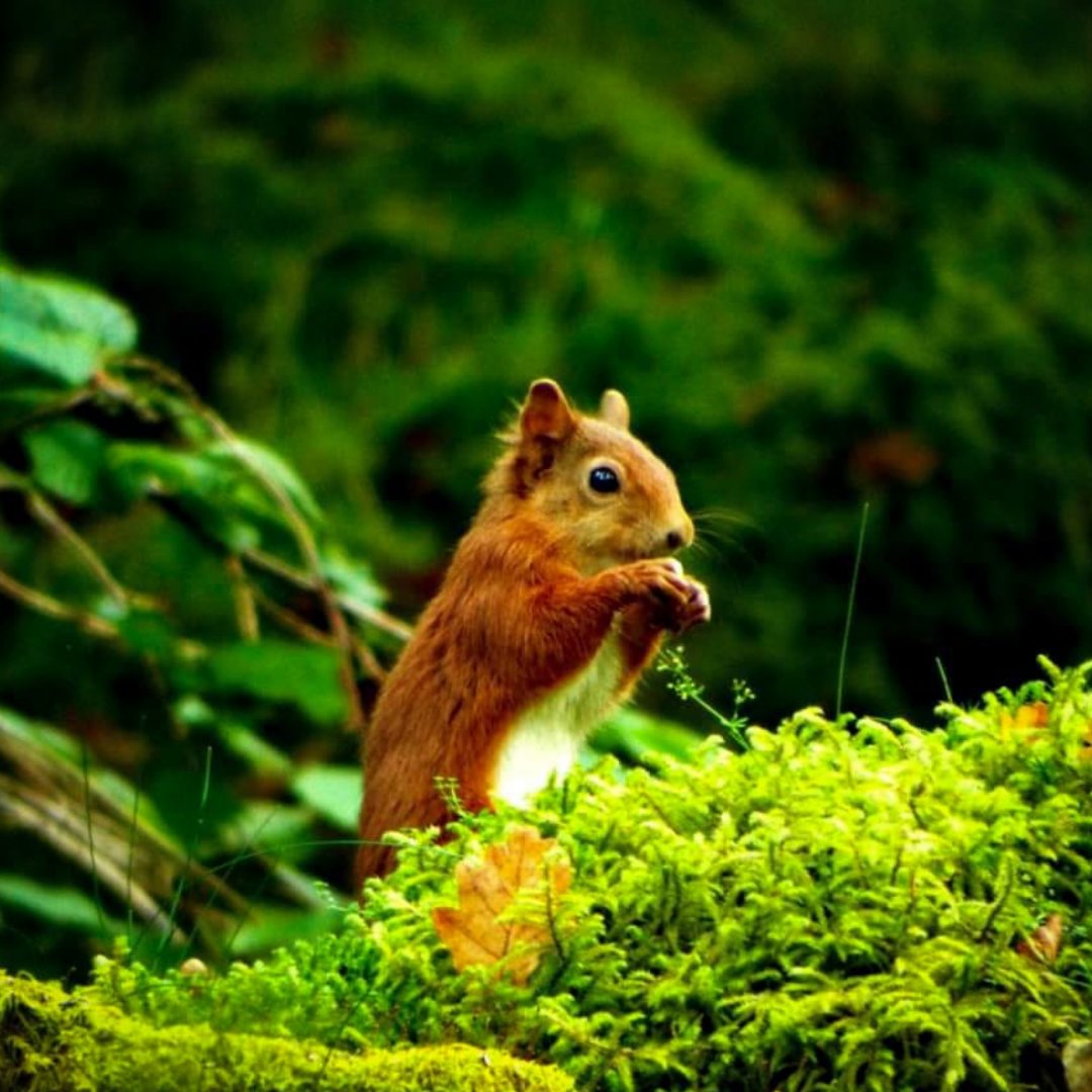 lomondtrossachs's tweet photo. Spotted! 🐿️👀

These wonderful photos were snapped by Seasonal Ranger Lisa in the National Park. 

Have you seen any red or grey squirrels recently? Remember to report your sightings to @ScotSquirrels at https://t.co/nLzExgAxrd and take part in the #GreatScottishSquirrelSurvey! https://t.co/WaH7t4jXbm