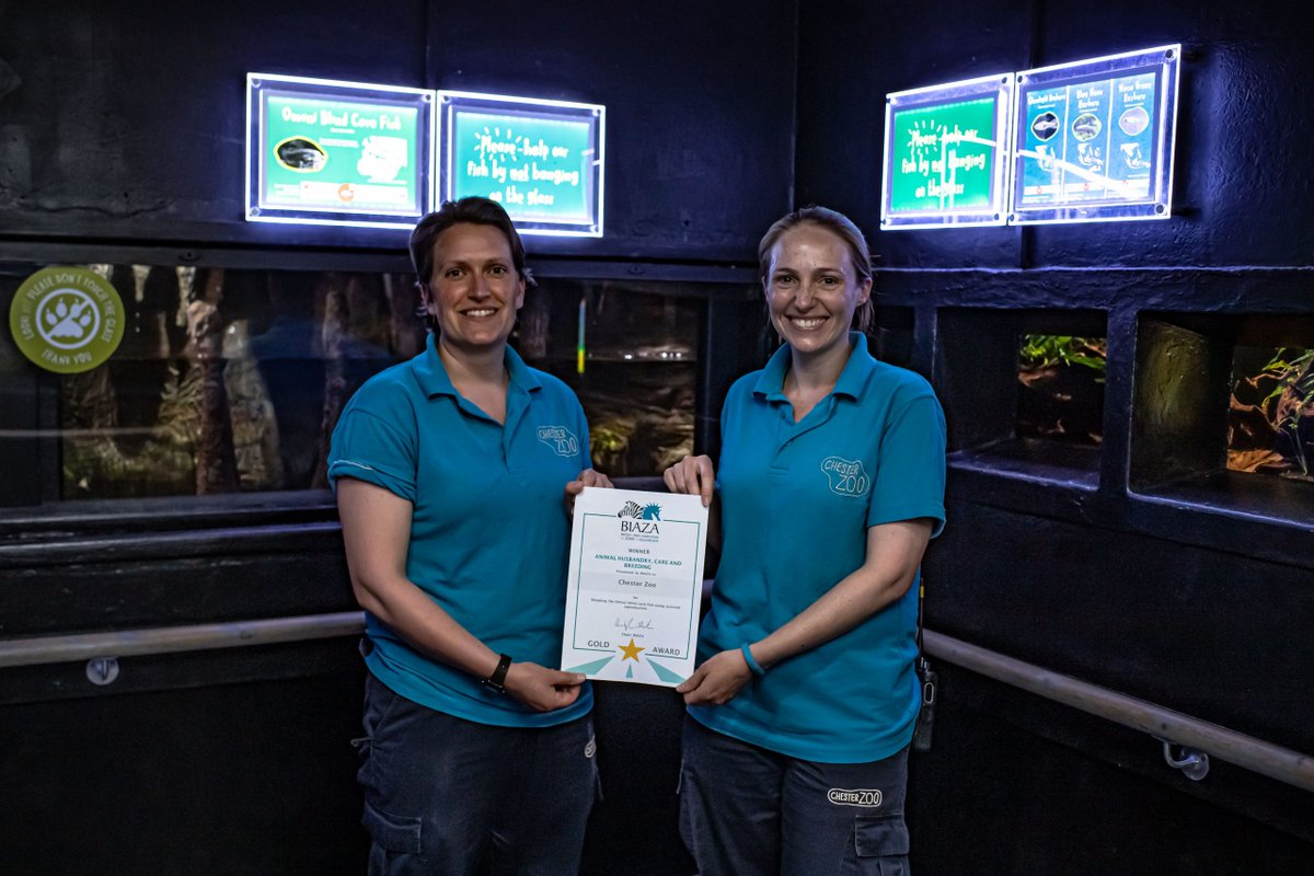 It's 9 wins for us in this year's @BIAZA Awards!🏅 Our work on a diverse set of projects has been recognised as among the best, ranging from long-term lion behavioural monitoring, to using hormones in breeding Omani blind cavefish 🦁🌱🦎🐟 Take a look 👇 chesterzoo.org/news/biaza-awa…