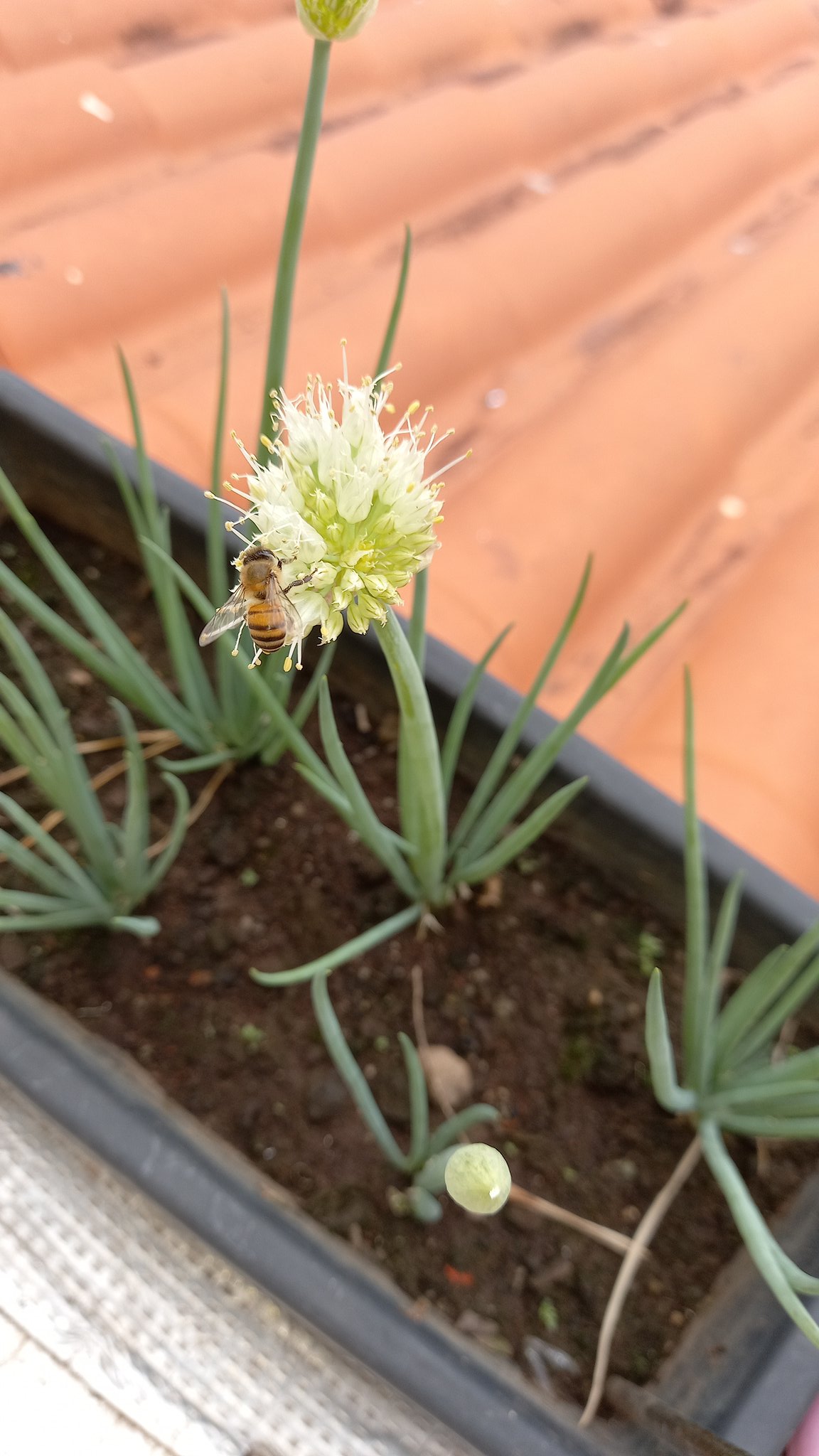 تويتر 笹のハナ على تويتر へえ ネギの花にもよってくるんだねェ 種採取用に咲いた花は残して 残りのネギ坊主は食べちゃうかな 家庭菜園 ネギ ネギ坊主 T Co 1wr9kvpau1