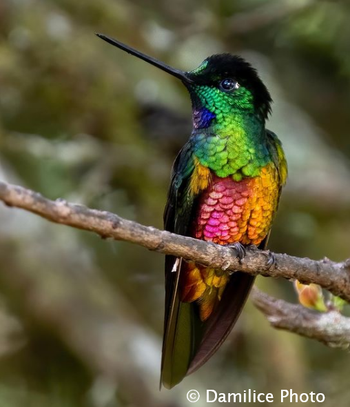 DamilicePhoto's tweet photo. What a Treat! One of the rarest hummingbirds that exist today, the hybrid Starfrontlet, a mix of the Golden and Blue throated starfrontlet in Colombia. @ThePhotoHour #BBCWildlifePOTD #birdphotography #NaturePhotography #hummingbird #Colombia #BirdsSeenIn2021 #wildlifephotography https://t.co/hs5tghqWen
