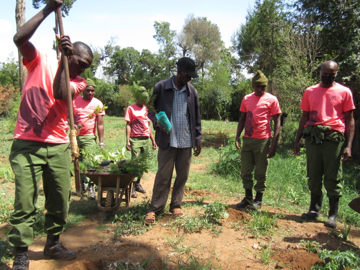 mountkenyatrust's tweet photo. MKT's Joint Wildlife Protection Team today joined the local community for a Riparian Rehabilitation #TreePlanting campaign along the Ontulili River. A BIG Thank you to the @IUCNsos #KeepNatureStanding campaign; a total of 150 trees of different species were planted. https://t.co/7QikdnwJrZ