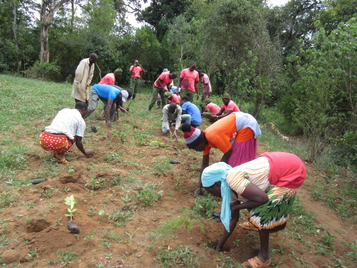 mountkenyatrust's tweet photo. MKT's Joint Wildlife Protection Team today joined the local community for a Riparian Rehabilitation #TreePlanting campaign along the Ontulili River. A BIG Thank you to the @IUCNsos #KeepNatureStanding campaign; a total of 150 trees of different species were planted. https://t.co/7QikdnwJrZ
