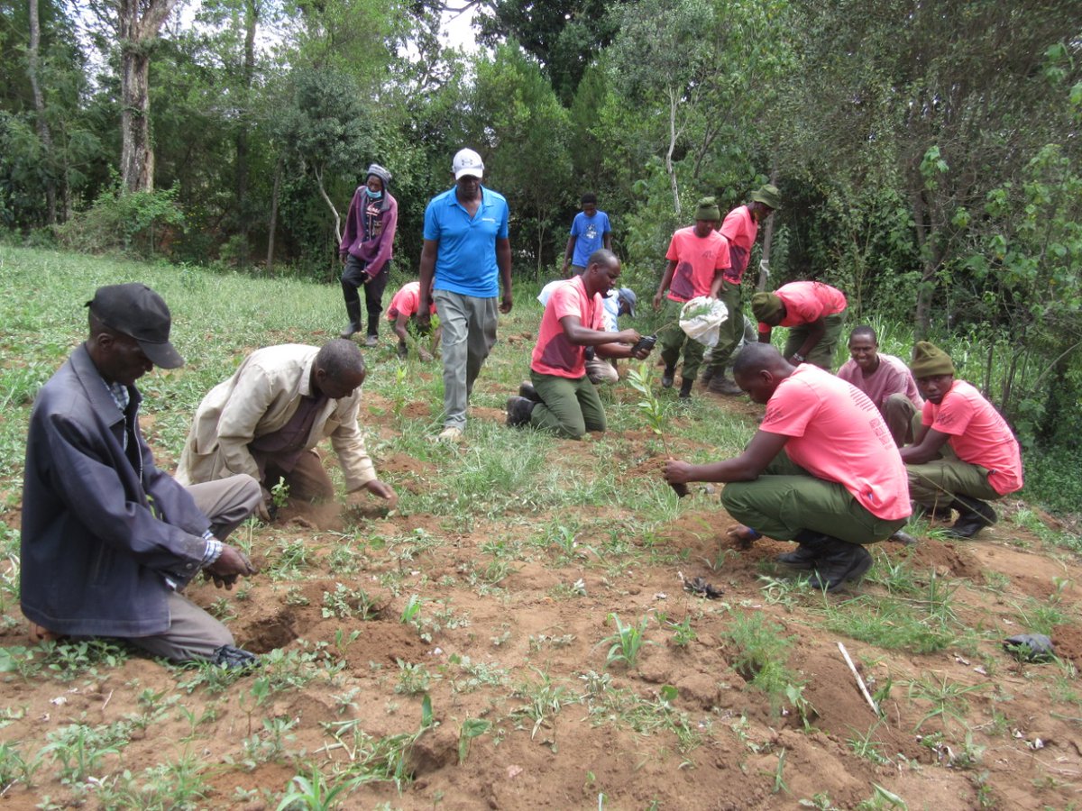 mountkenyatrust's tweet photo. MKT's Joint Wildlife Protection Team today joined the local community for a Riparian Rehabilitation #TreePlanting campaign along the Ontulili River. A BIG Thank you to the @IUCNsos #KeepNatureStanding campaign; a total of 150 trees of different species were planted. https://t.co/7QikdnwJrZ