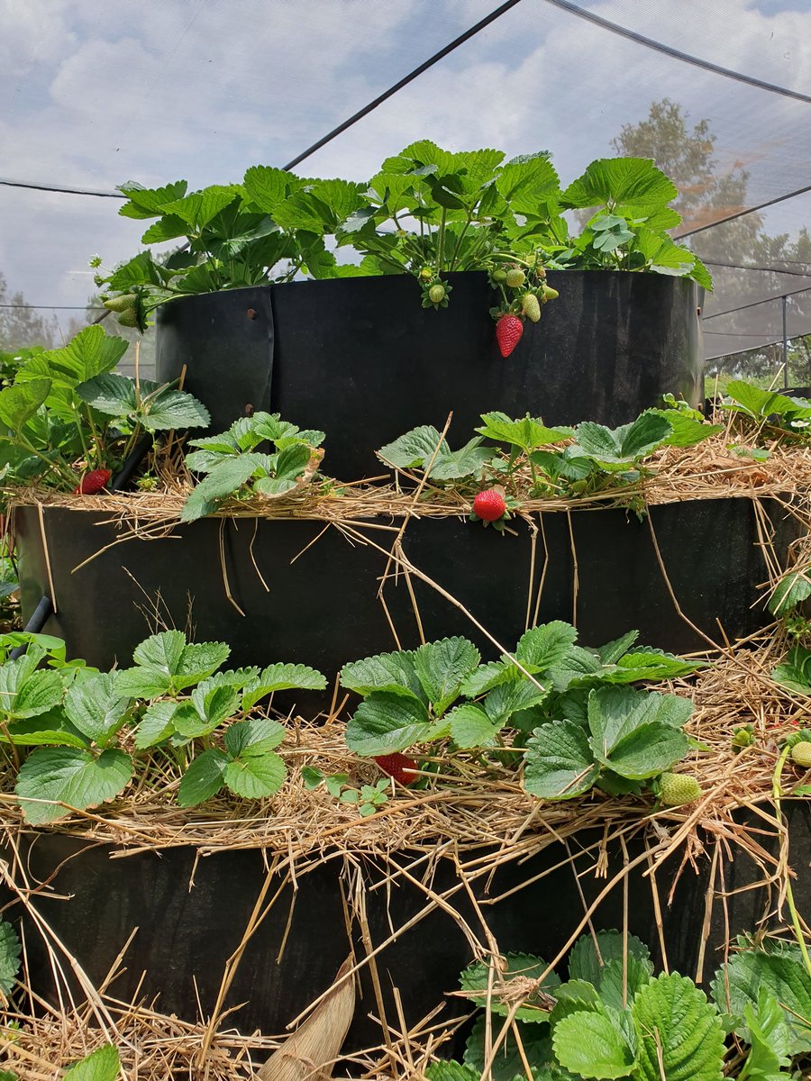 RamaraFarm's tweet photo. The journey so far #Verticalfarms #Strawberryfarming https://t.co/jAWo7Ah7X2
