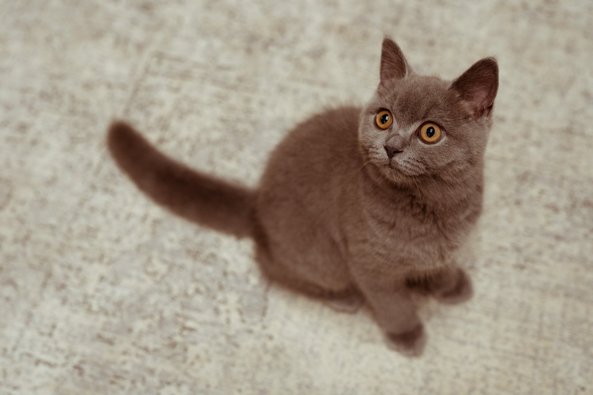 ご飯を待つネコ