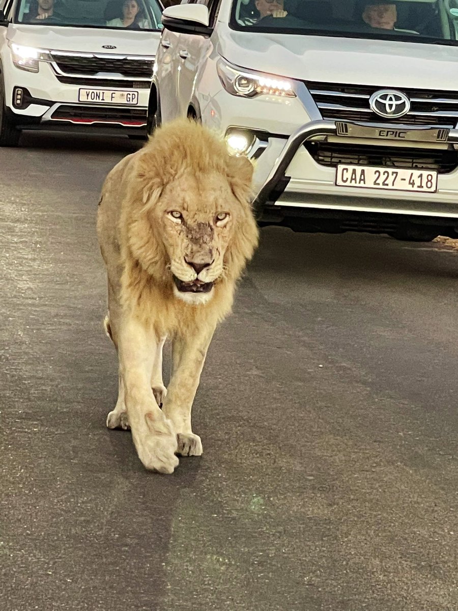 TheBushmanTom's tweet photo. @BeckyO_98 Outside Satara camp last evening, with his three coalition mates. https://t.co/PEi7Gco0wI