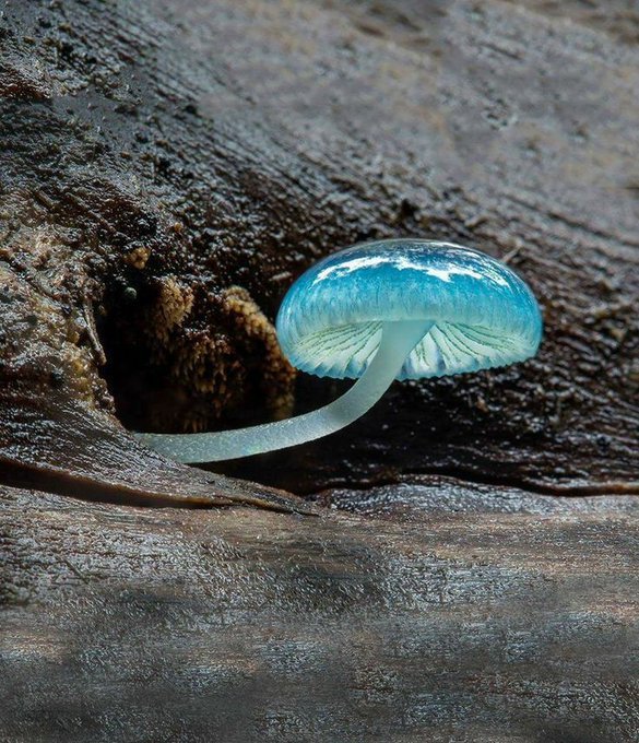 konstructivizm's tweet photo. This awesome Blue Mycean Mushroom
More: https://t.co/wHAsl4pYZg https://t.co/vLNnQpa4hy