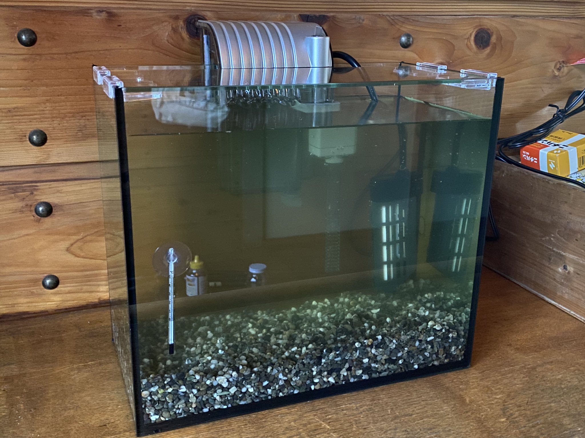 めこちぴ やまびこメダカ 玄関に江戸錦さん達を迎える水槽を設置しました 水はお外で飼っている金魚達から少しずつ分けていただきました 濾過装置のフィルターは水泡眼さんの水槽からいただきました 既存の水やフィルターを使う事で一から水槽を立ち