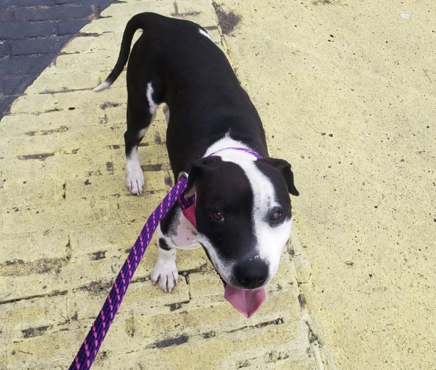 ALSanCristobal's tweet photo. Bella fue hallada herida y abandonada en el 20 de Julio.

Gracias a los reportes ciudadanos y a la atención oportuna de nuestro equipo de Protección y Bienestar Animal y la Red de Proteccionistas, Bella se encuentra recuperada y en un hogar de paso, a la espera de ser adoptada. https://t.co/tu444m7F3c