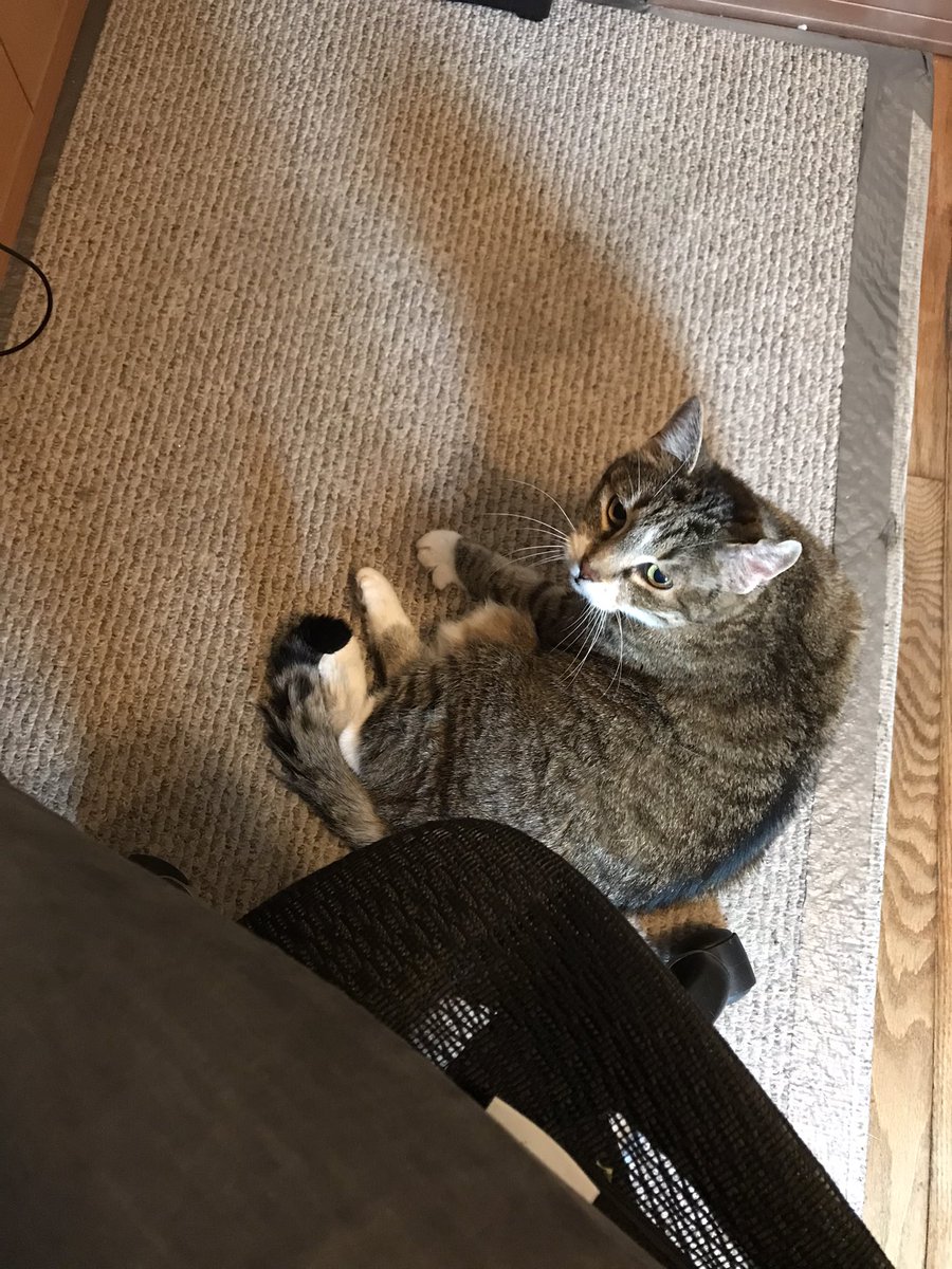 CrittersofH's tweet photo. Silly Fatta Catta. Following me everywhere & under my work chair, I’m literally stuck at my desk! Yesterday she was sleeping under my chair & snoring! #Catnap #AdoptDontShop #CatsOfTwitter #caturday @DinahLewisTayl1 @skipper71166 @CrittersofH #Imnappinghere #itsthecatshouse https://t.co/n6wN3isq9v