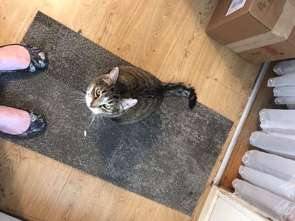 CrittersofH's tweet photo. Silly Fatta Catta. Following me everywhere & under my work chair, I’m literally stuck at my desk! Yesterday she was sleeping under my chair & snoring! #Catnap #AdoptDontShop #CatsOfTwitter #caturday @DinahLewisTayl1 @skipper71166 @CrittersofH #Imnappinghere #itsthecatshouse https://t.co/n6wN3isq9v