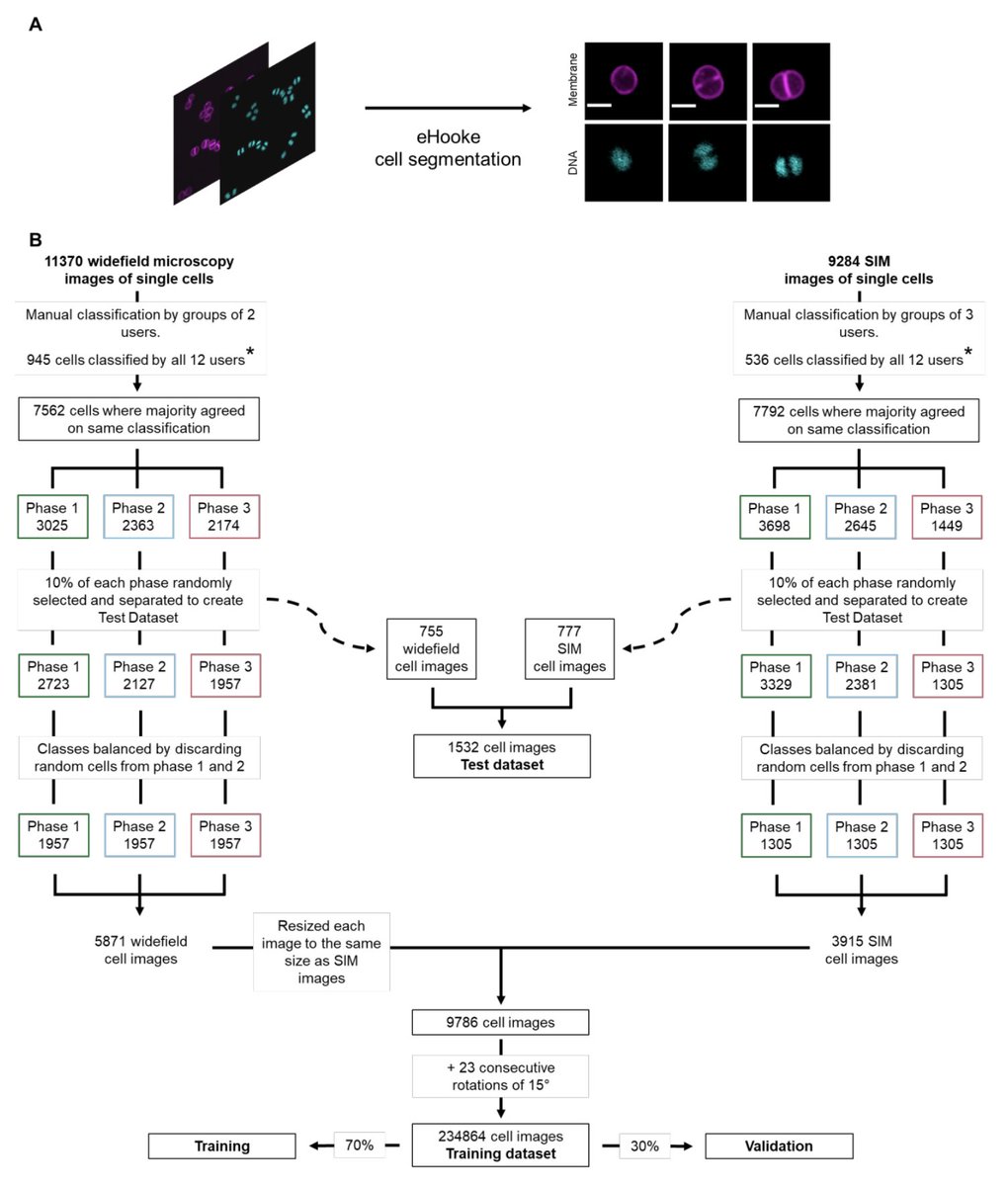 HenriquesLab's tweet photo. π€© @Bruno_MSaraiva's paper describing the development of #eHook is out - a #DeepLearning #Microscopy approach to analyse cell cycle in #Staph! We've had an enormous pleasure working on this with @PinhoLab and colleagues. Check it out...
https://t.co/NvqRVXhkod https://t.co/dqs9cCf05U