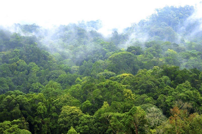 Expat_Local's tweet photo. Inside newly-recognized world biosphere reserve in Central Highlands. #quangbinh #vietnam #vietnamese #vietnamesefood #vietnamesetrip #vietnamtravel #myvietnam #vietnamnow #vietnam #beautifulseasia #vietnam_roadtrips #vietnamdestinations #vietnamtravels #vietnamtravelings #asia https://t.co/qHk81gSI7a