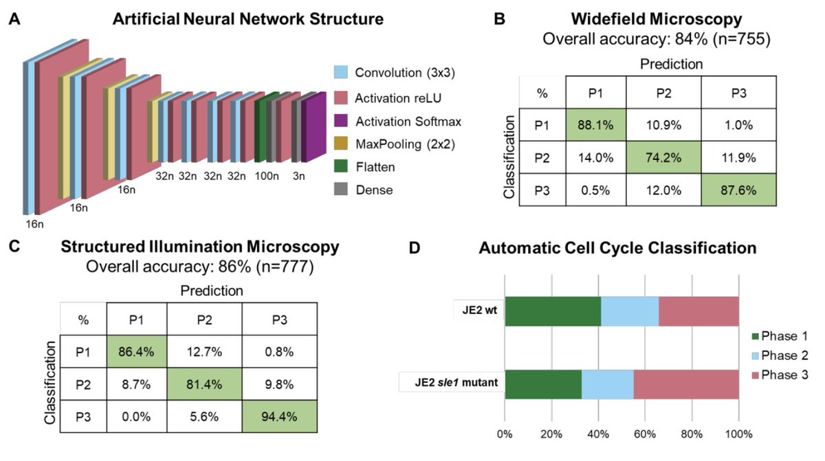 HenriquesLab's tweet photo. π€© @Bruno_MSaraiva's paper describing the development of #eHook is out - a #DeepLearning #Microscopy approach to analyse cell cycle in #Staph! We've had an enormous pleasure working on this with @PinhoLab and colleagues. Check it out...
https://t.co/NvqRVXhkod https://t.co/dqs9cCf05U