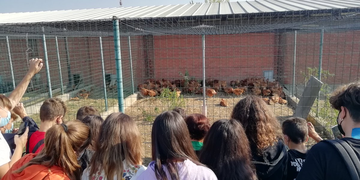 As part of the European Researchers' Night 2021 💫, primary and secondary school students are visiting the educational farm located in our Campus 🐴🐔🌾

#SharperNight #EuropeanResearchersNight #ERNItaly #ERN2021 #SharperTorino @DISAFA_INT @unito