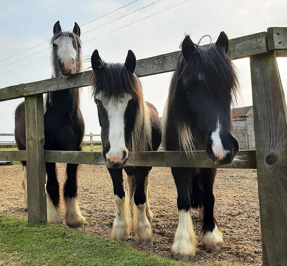 Shadow, Buddy and Orwell would make a great boy band wouldn’t they?! 
This photo definitely has album cover vibes! 😍 #FridayFeelGood